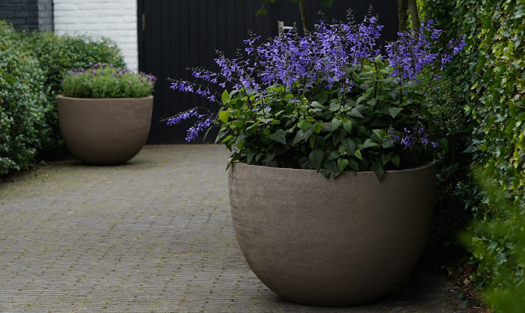 vanhaneghem_domani_19